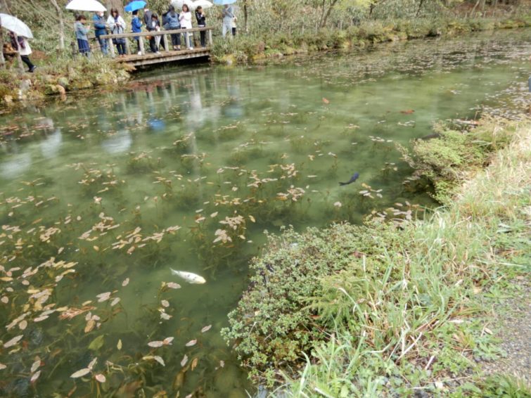 モネの池に初めて行きましたァ～板取は景色も水もキレイです♪